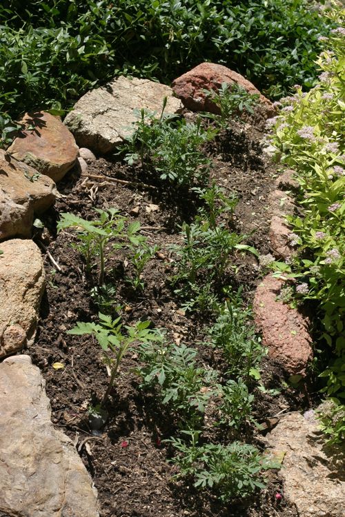 Tomatoes in the Flower Bed?